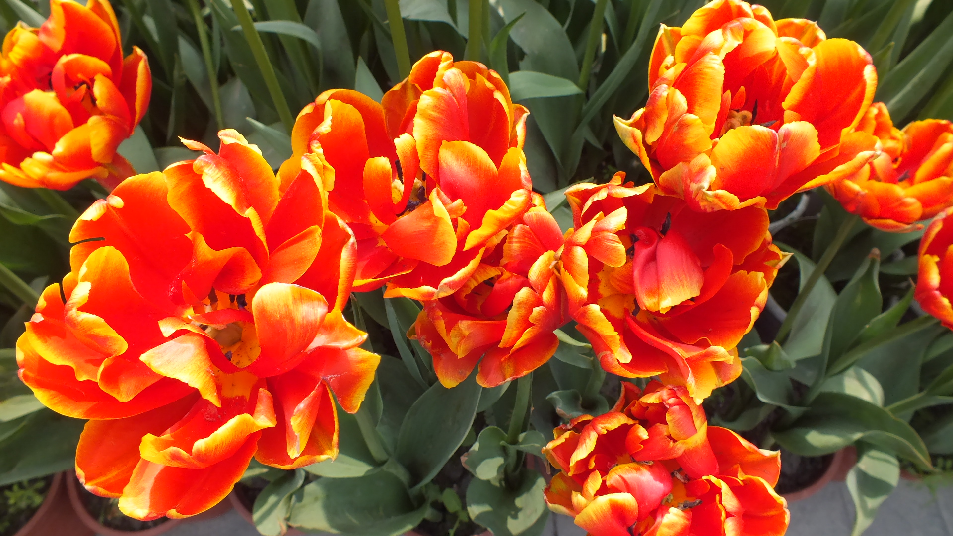 郁金香花语,郁金香花语300字