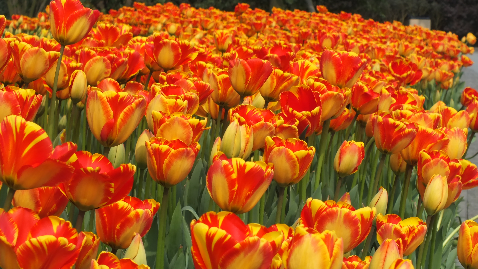 郁金香花语,郁金香花语300字