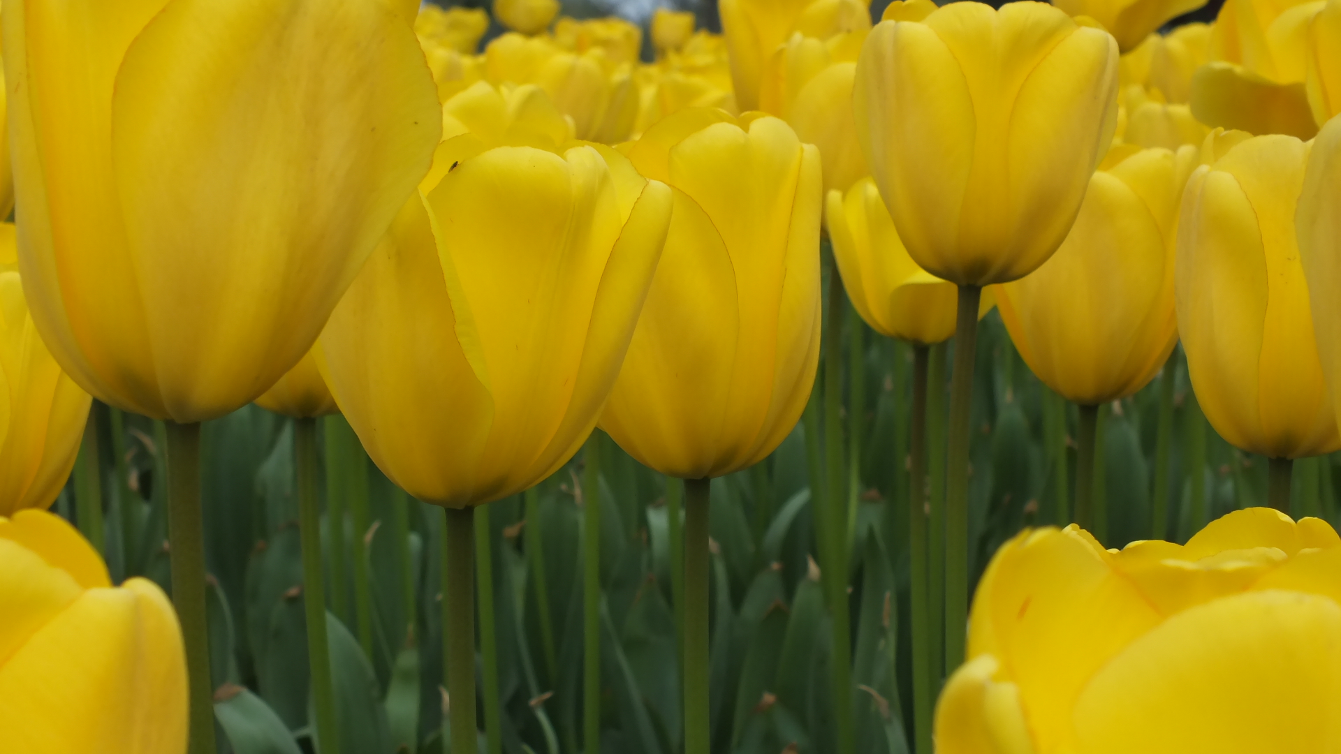 郁金香花语,郁金香花语300字