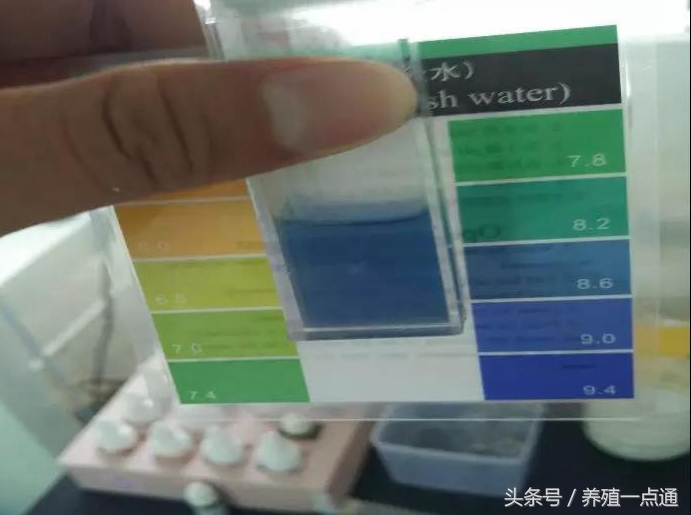 南美白对虾苗ph低怎么办,南美白对虾放苗水的ph值多少合适