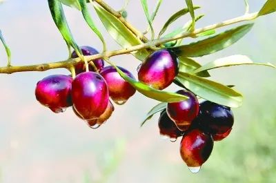 今生广种橄榄树,来世还做陇南人!