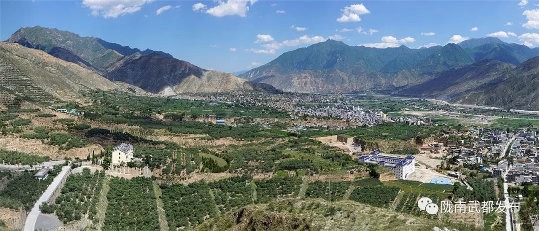 今生广种橄榄树,来世还做陇南人!