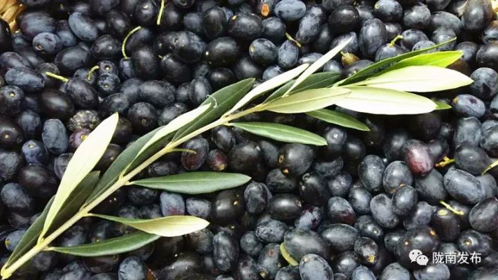 今生广种橄榄树,来世还做陇南人!