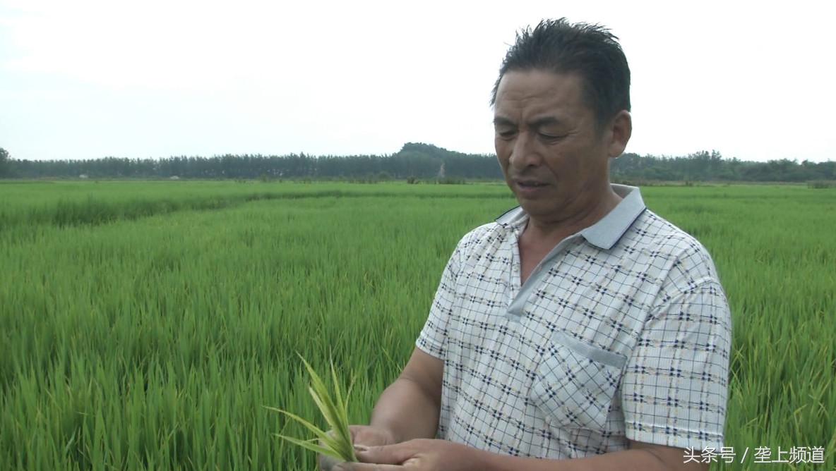 水稻种下去十多天杆子发黄枯死,水稻移栽大田10多天出现黄化现象