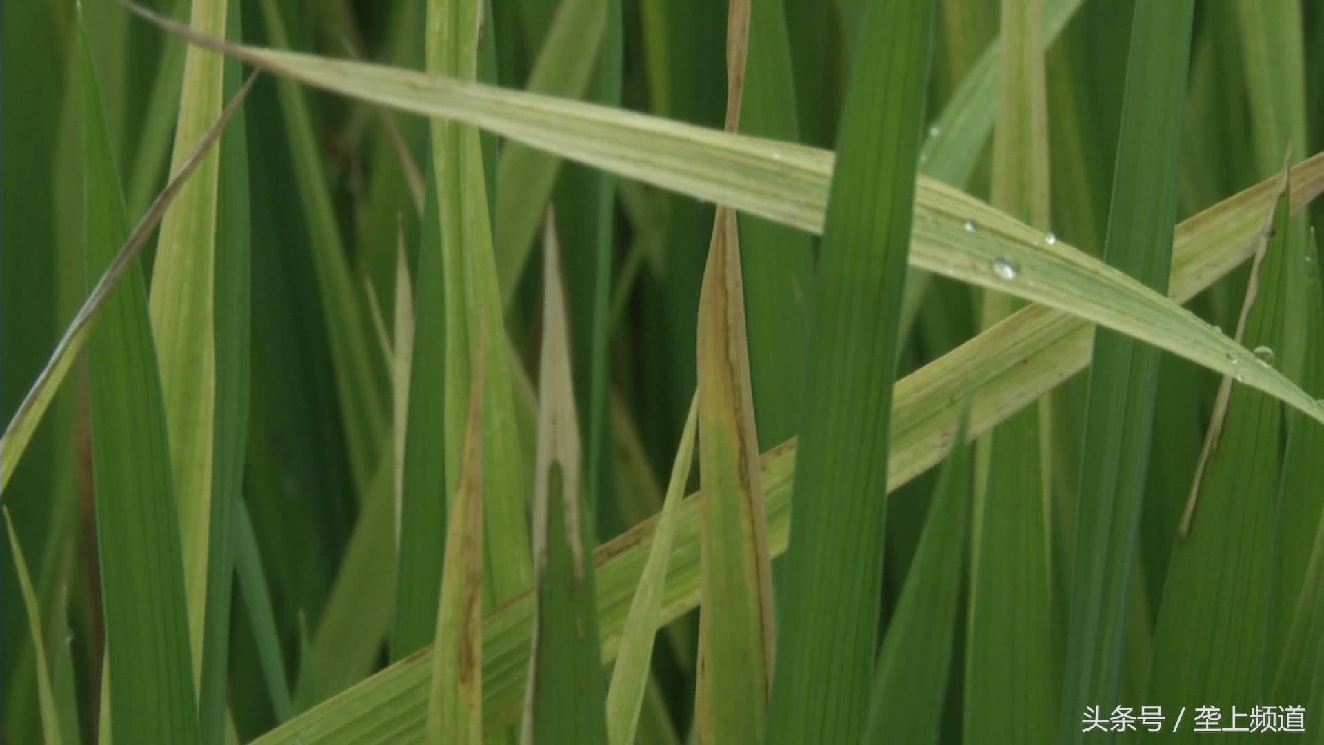 水稻种下去十多天杆子发黄枯死,水稻移栽大田10多天出现黄化现象