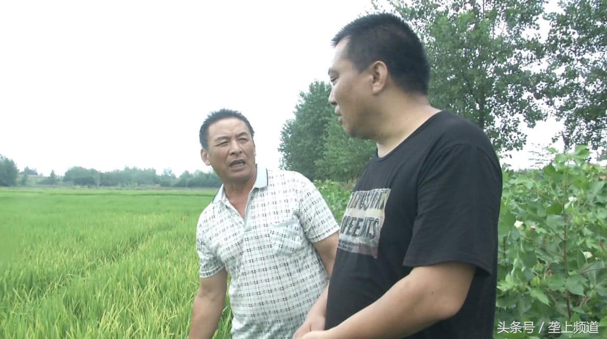 水稻种下去十多天杆子发黄枯死,水稻移栽大田10多天出现黄化现象