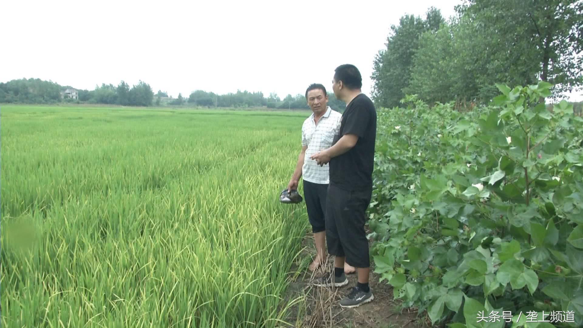 水稻种下去十多天杆子发黄枯死,水稻移栽大田10多天出现黄化现象