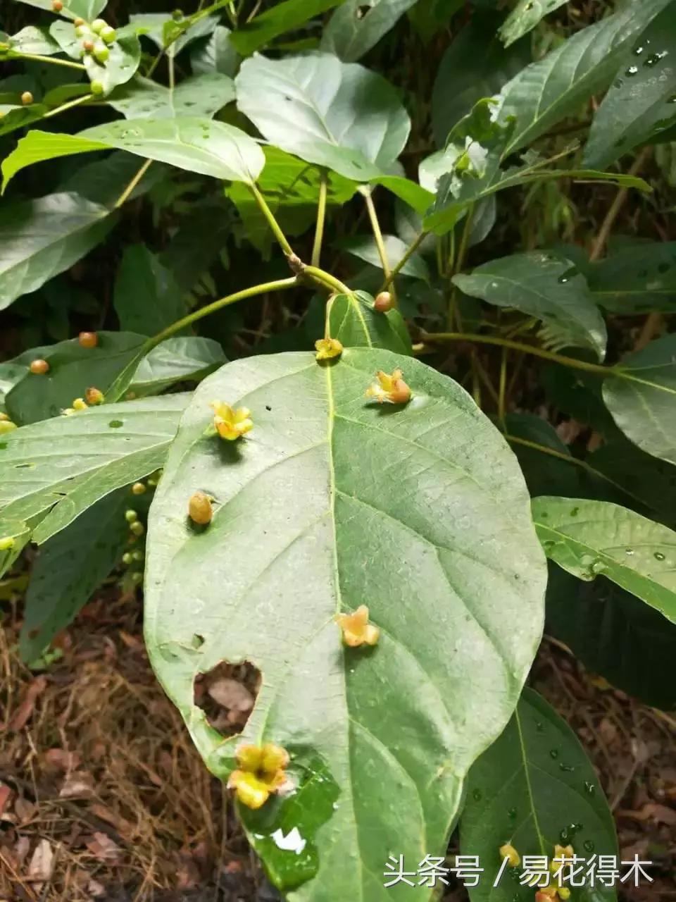 虫瘿属于虫害还是病害,虫瘿果实