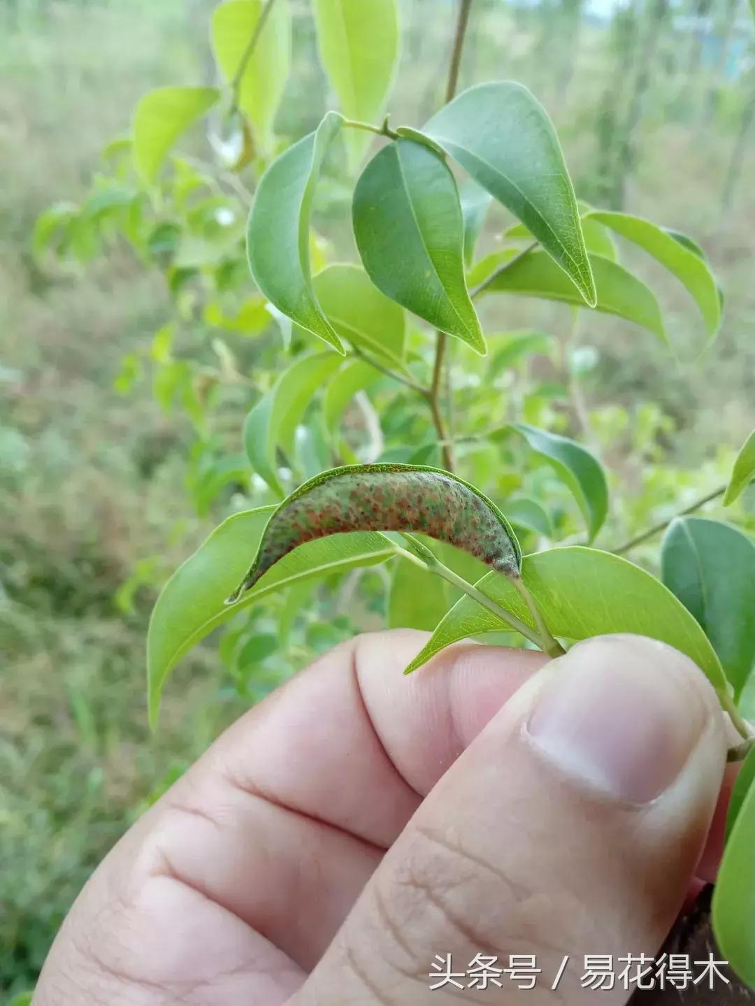 虫瘿属于虫害还是病害,虫瘿果实
