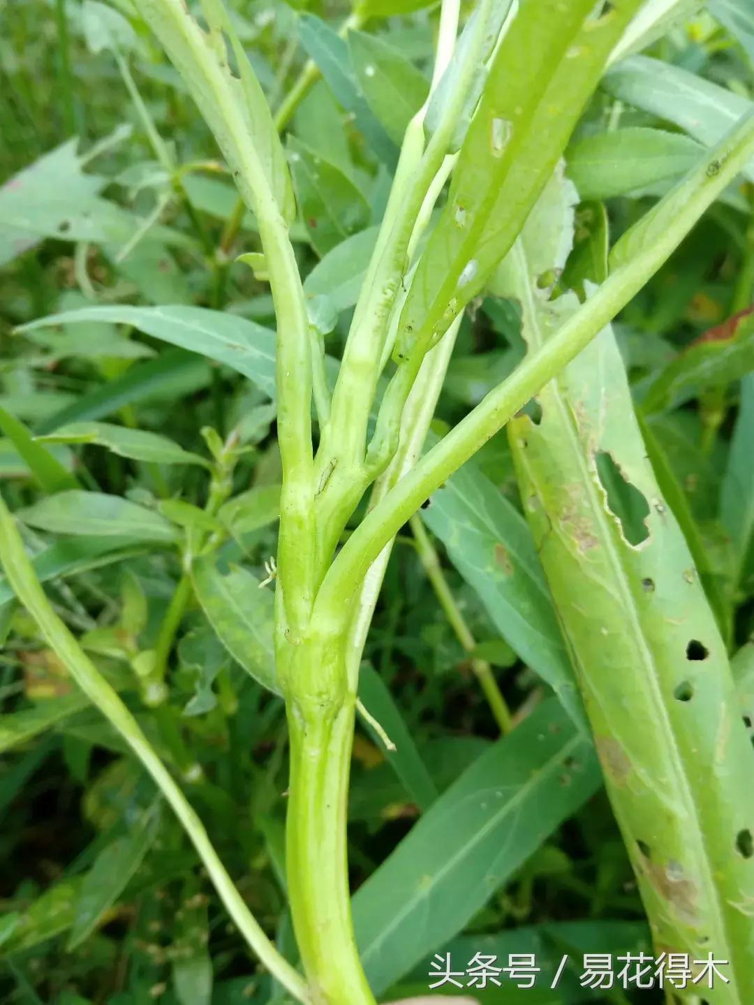 虫瘿属于虫害还是病害,虫瘿果实