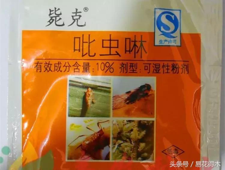 虫瘿属于虫害还是病害,虫瘿果实