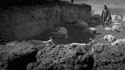 电影塔洛讽刺什么,塔洛最后的结局