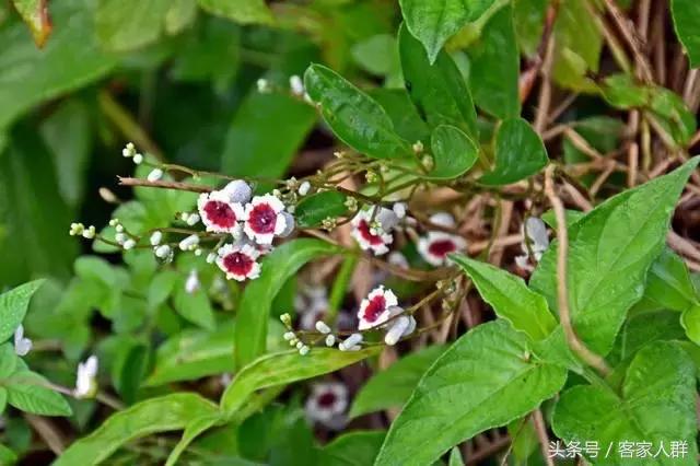 客家人煮汤有哪些草药,梅州客家煲汤药材根