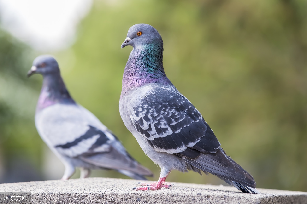 雨天鸽子炸毛怎么回事,雨天鸽子容易得什么病