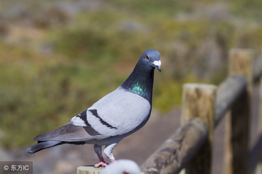雨天鸽子炸毛怎么回事,雨天鸽子容易得什么病