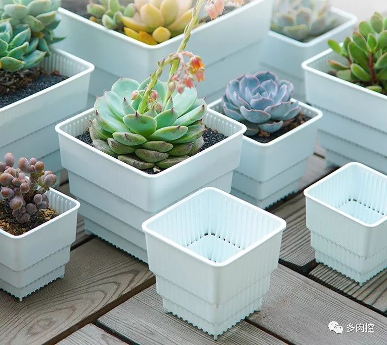 如何养好多多肉,怎么才能养好多肉盆栽