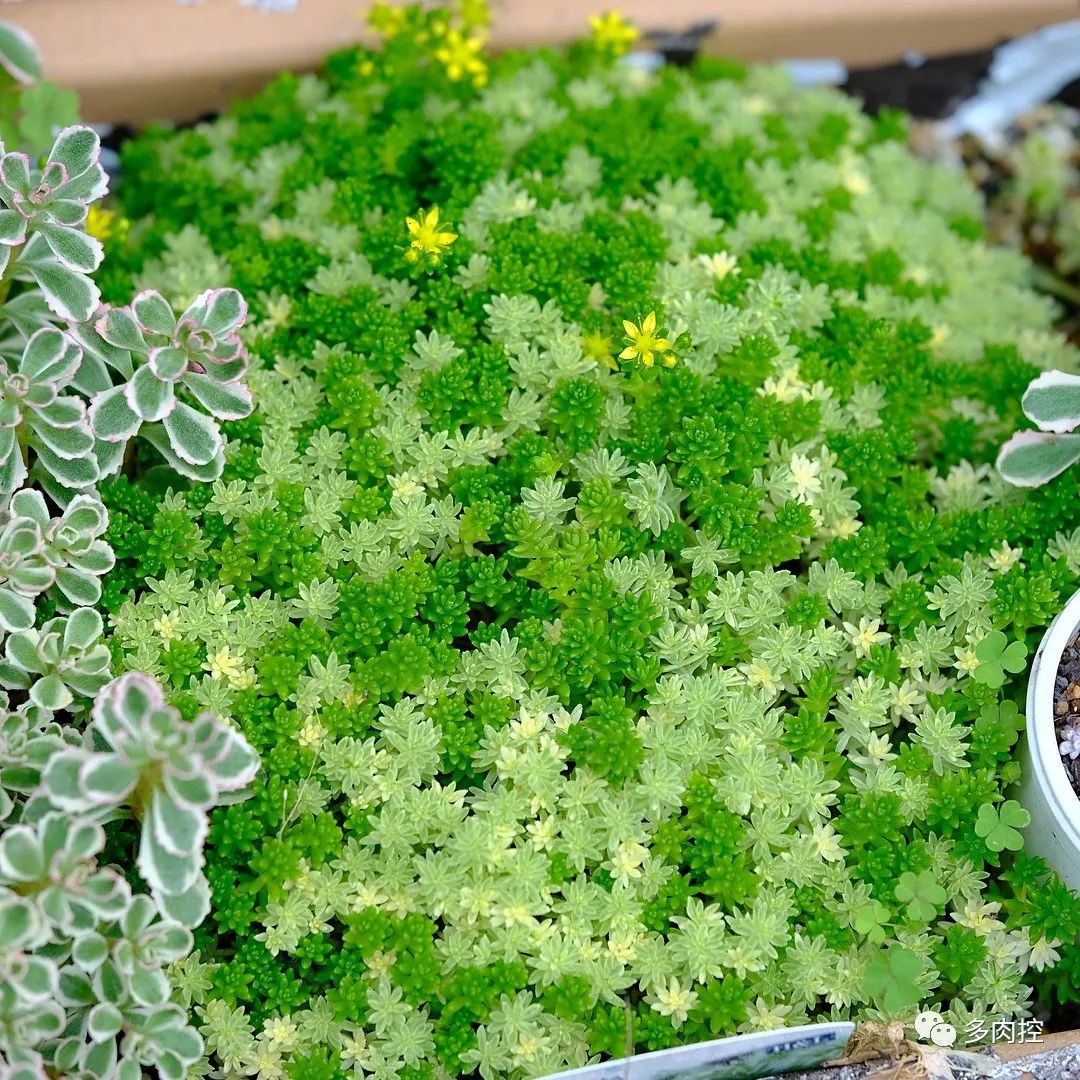 如何养好多多肉,怎么才能养好多肉盆栽