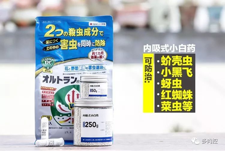 如何养好多多肉,怎么才能养好多肉盆栽