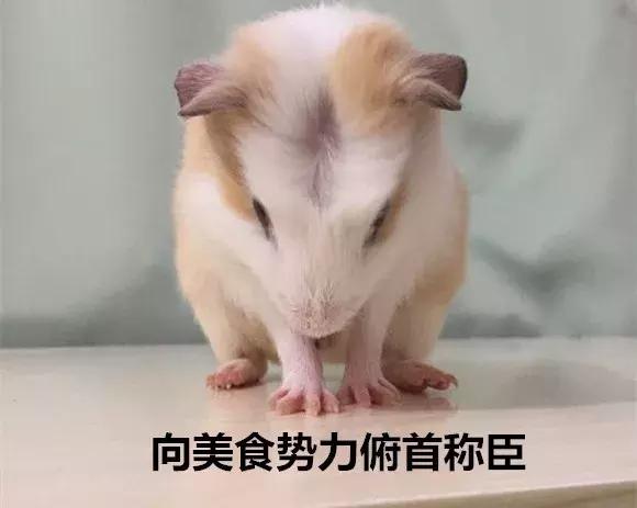 荷兰猪记性,荷兰猪为什么弹跳厉害呢