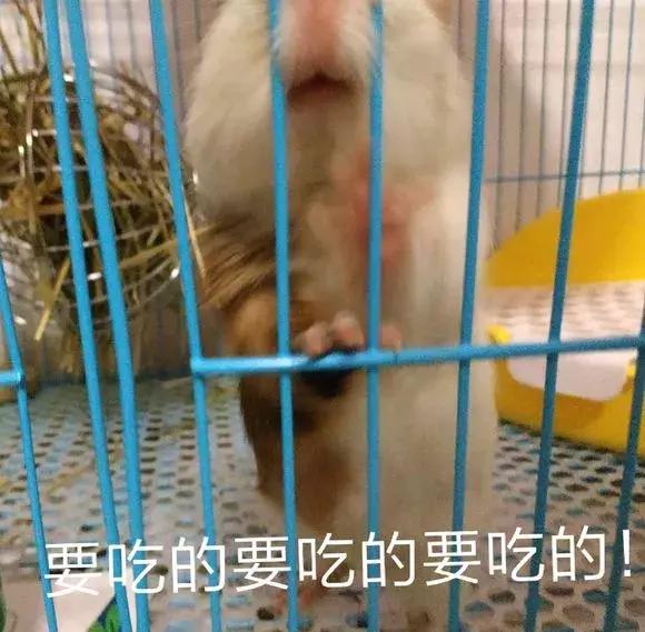 荷兰猪记性,荷兰猪为什么弹跳厉害呢