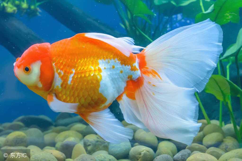 观赏鱼烂头烂尾用庆大霉素可以吗,观赏鱼鱼尾有白点烂尾要用什么药