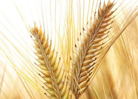 五谷丰登究竟有哪五谷,五谷丰登中的五谷一般指哪