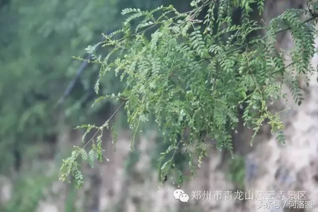 巩义青龙山慈云寺游玩攻略,慈云寺美景