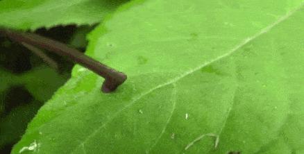 蚊子吸血动物,和蚊子一样吸血的动物