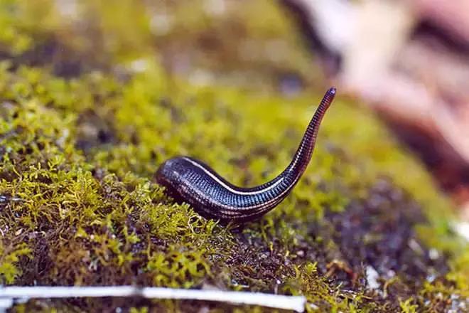 蚊子吸血动物,和蚊子一样吸血的动物