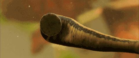 蚊子吸血动物,和蚊子一样吸血的动物