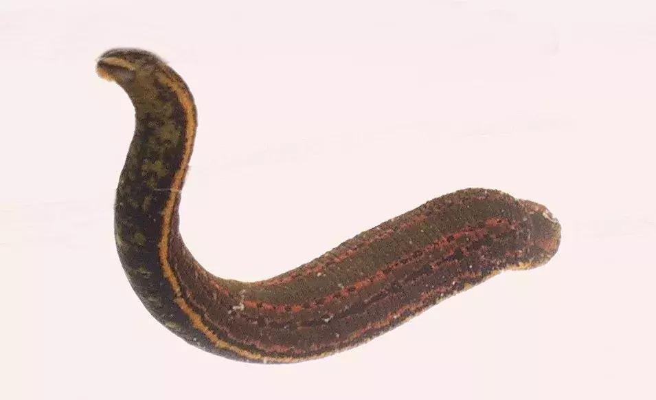 蚊子吸血动物,和蚊子一样吸血的动物