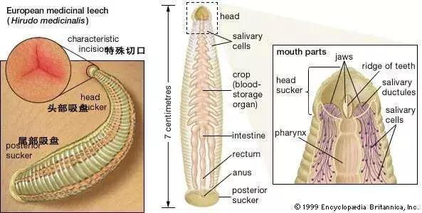 蚊子吸血动物,和蚊子一样吸血的动物