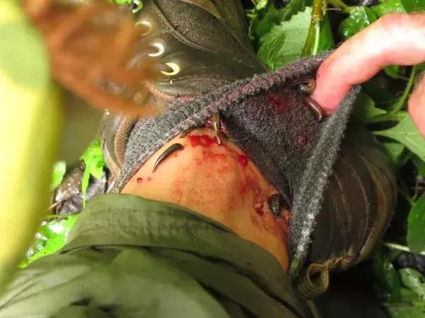 蚊子吸血动物,和蚊子一样吸血的动物