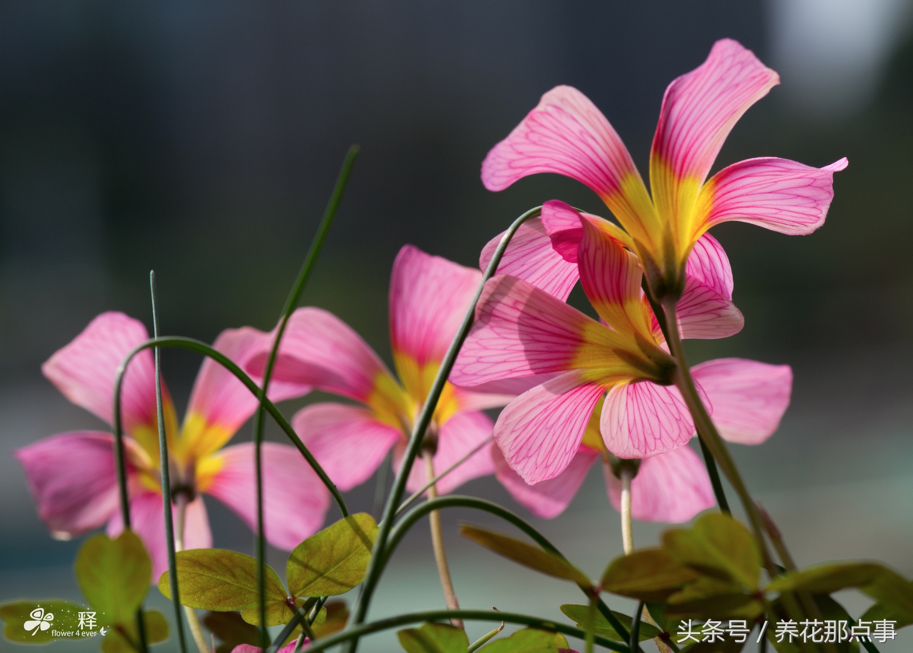 哪些花容易养又容易开花,这3种花漂亮又好养1年能开300多天