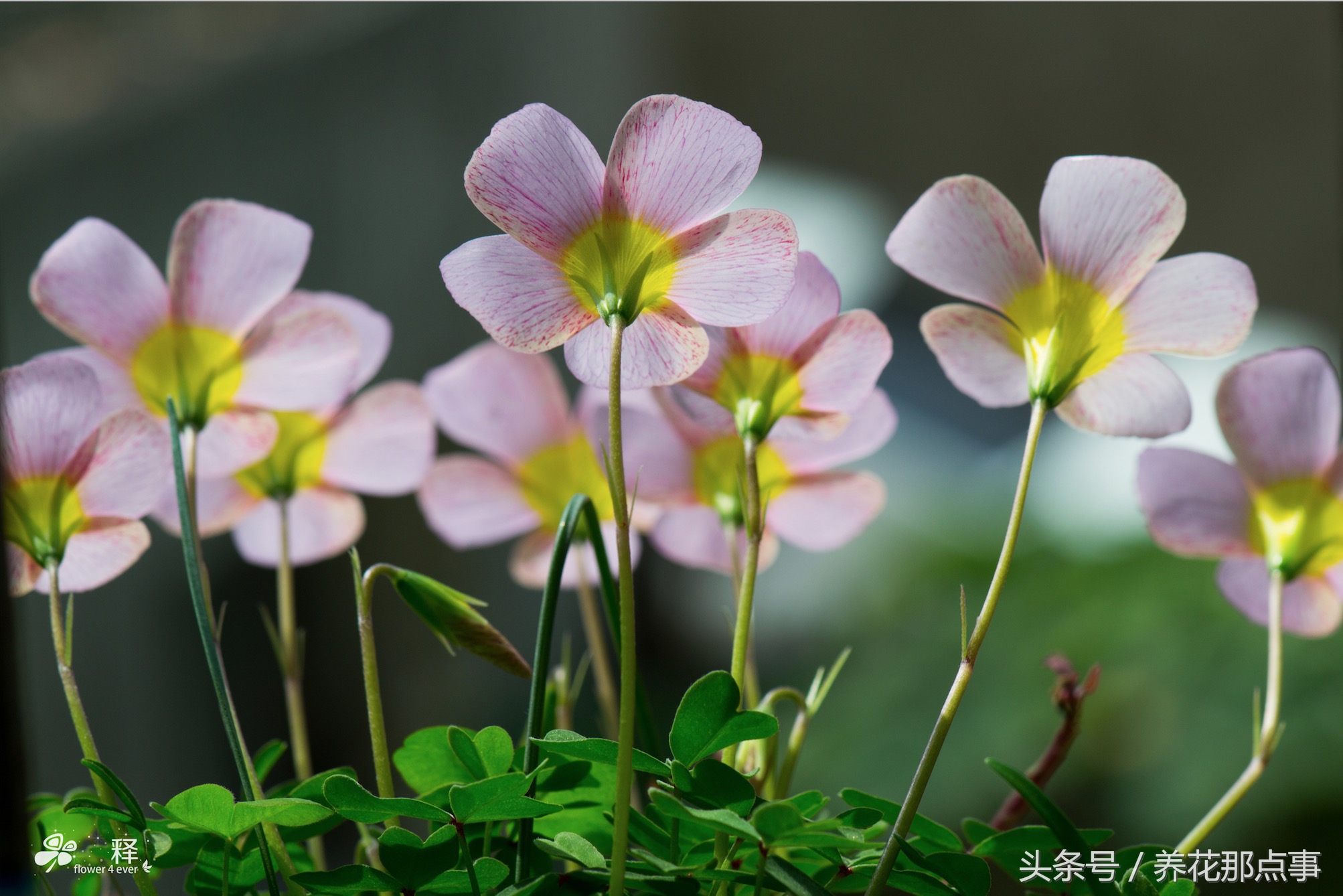 哪些花容易养又容易开花,这3种花漂亮又好养1年能开300多天