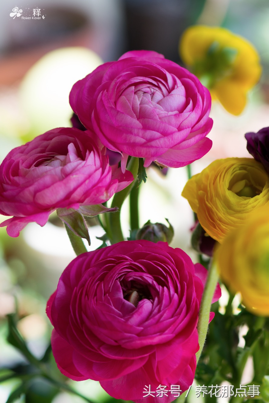 哪些花容易养又容易开花,这3种花漂亮又好养1年能开300多天