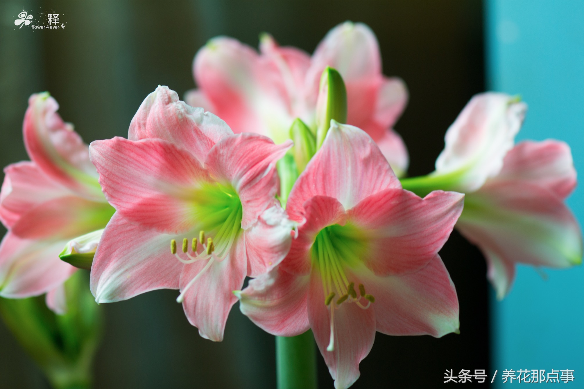 哪些花容易养又容易开花,这3种花漂亮又好养1年能开300多天