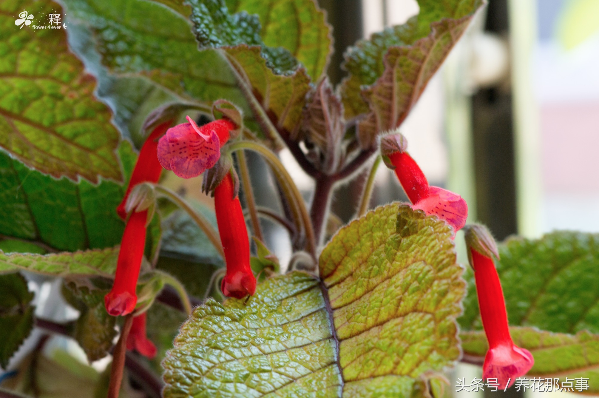 哪些花容易养又容易开花,这3种花漂亮又好养1年能开300多天
