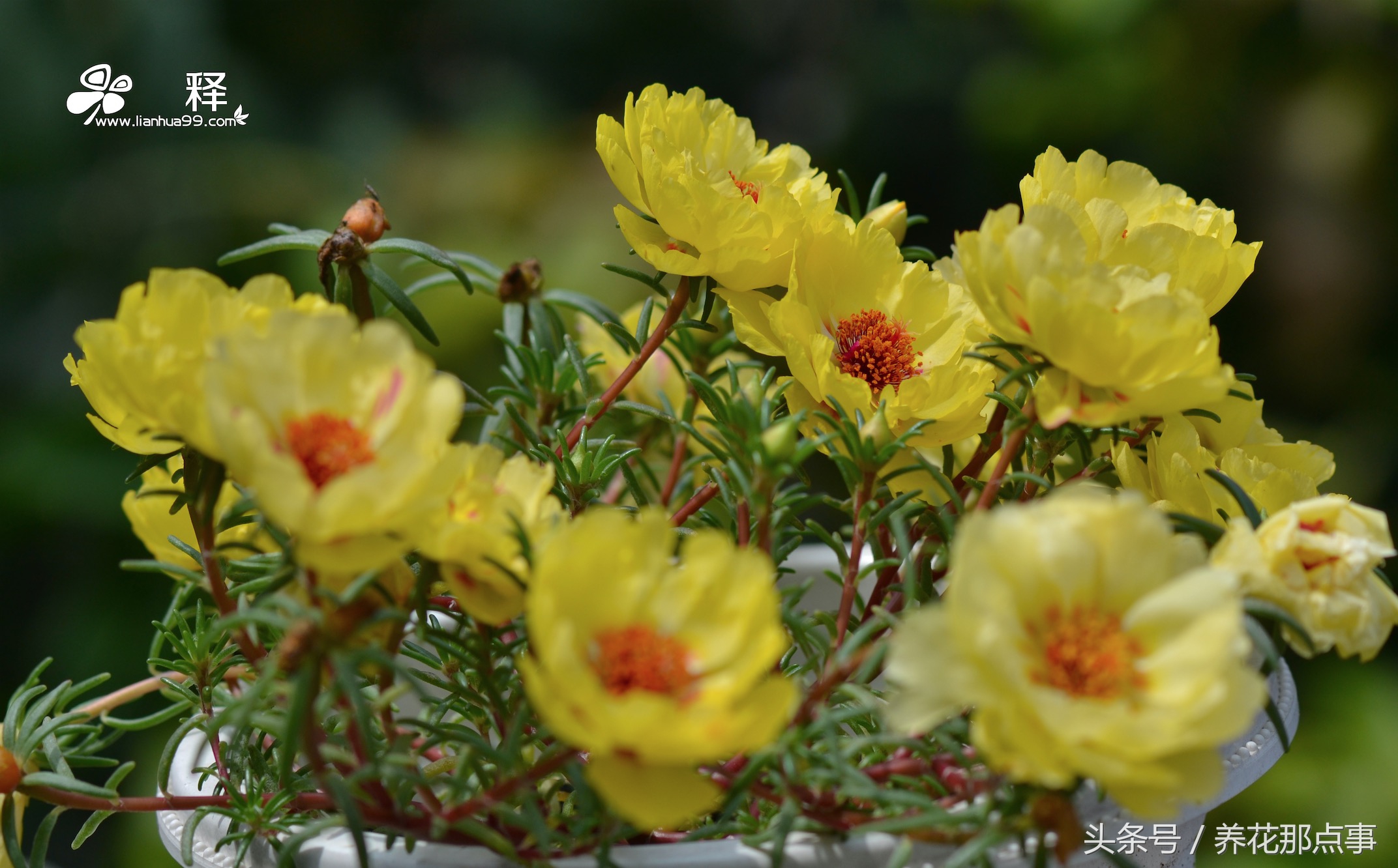 哪些花容易养又容易开花,这3种花漂亮又好养1年能开300多天