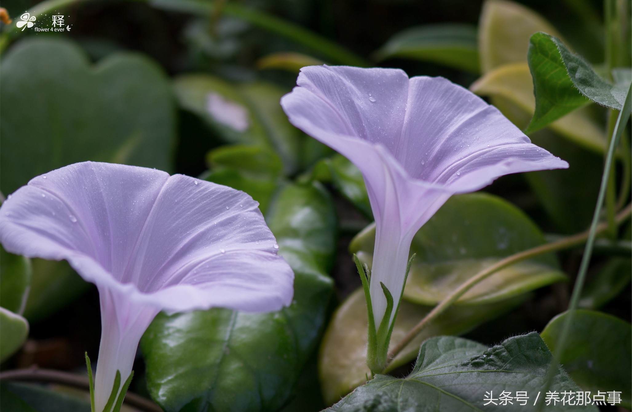 哪些花容易养又容易开花,这3种花漂亮又好养1年能开300多天