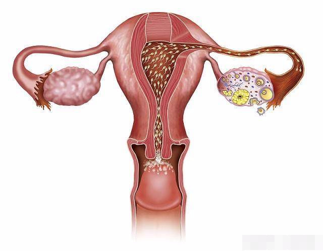 死去的小蝌蚪去了哪里,那些受孕失败的小蝌蚪都去哪儿了