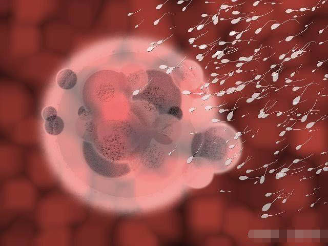 死去的小蝌蚪去了哪里,那些受孕失败的小蝌蚪都去哪儿了