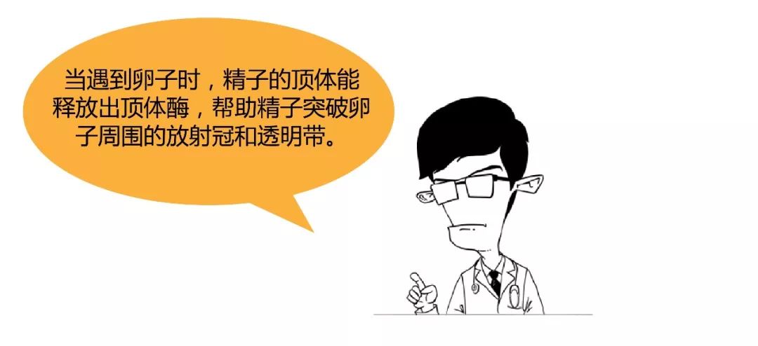 精子君追爱记｜过五关斩六将，终抱得美人归