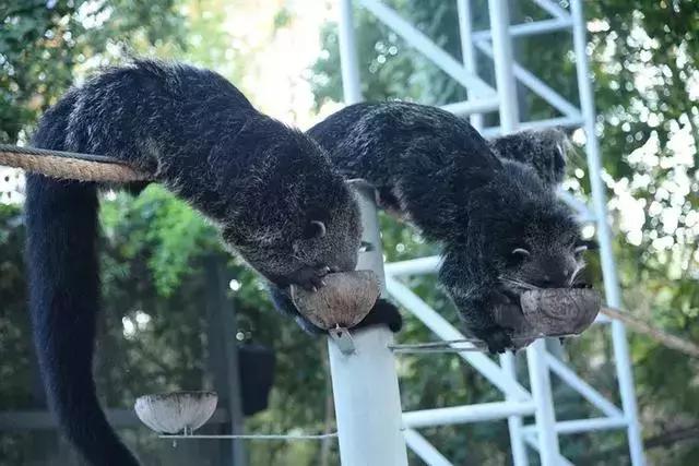 清迈亲子旅游注意事项,清迈亲子旅游美食