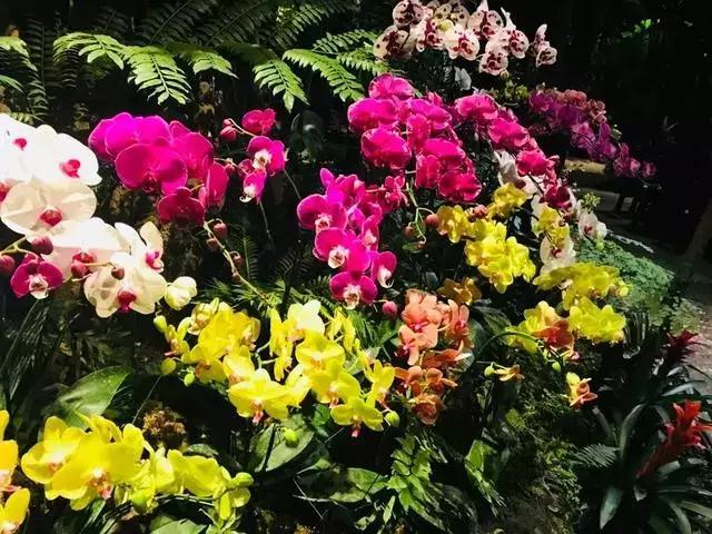 清迈亲子旅游注意事项,清迈亲子旅游美食