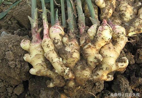 生姜盆栽种植方法用什么土,阳台盆栽生姜如何管理