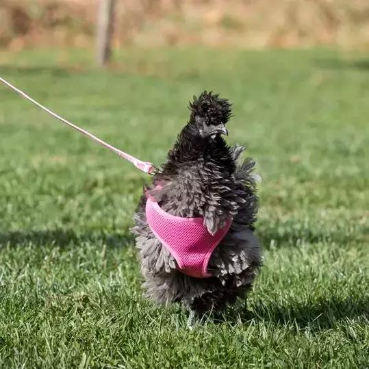 越来越多人养鸡当宠物，有人卖鸡尿布发财了……