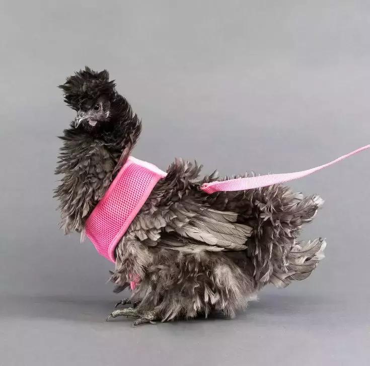 越来越多人养鸡当宠物，有人卖鸡尿布发财了……