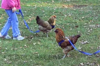 越来越多人养鸡当宠物，有人卖鸡尿布发财了……