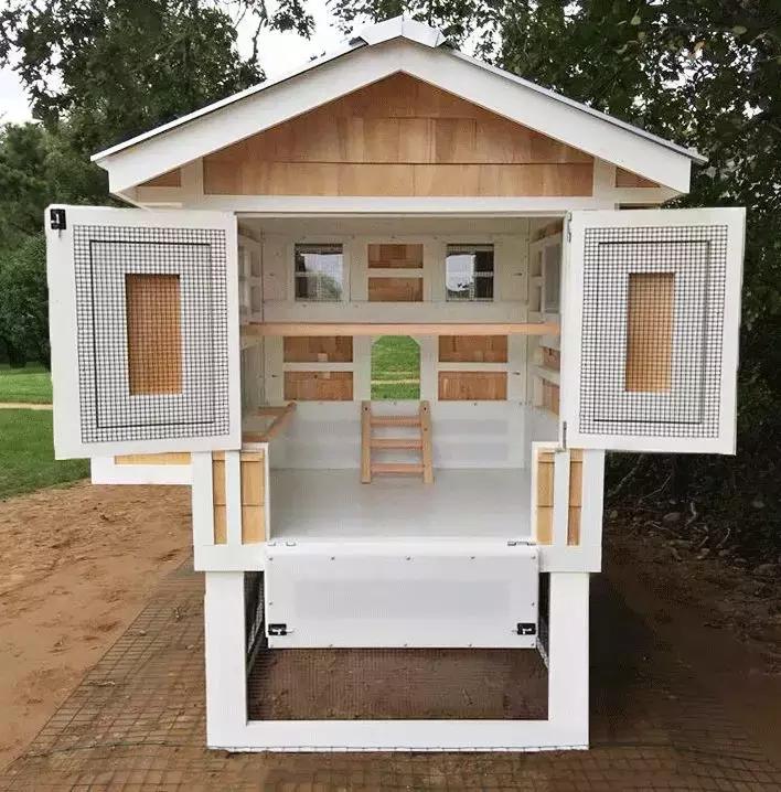 越来越多人养鸡当宠物，有人卖鸡尿布发财了……